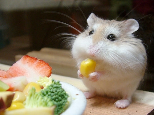 cute-hamster1.jpg